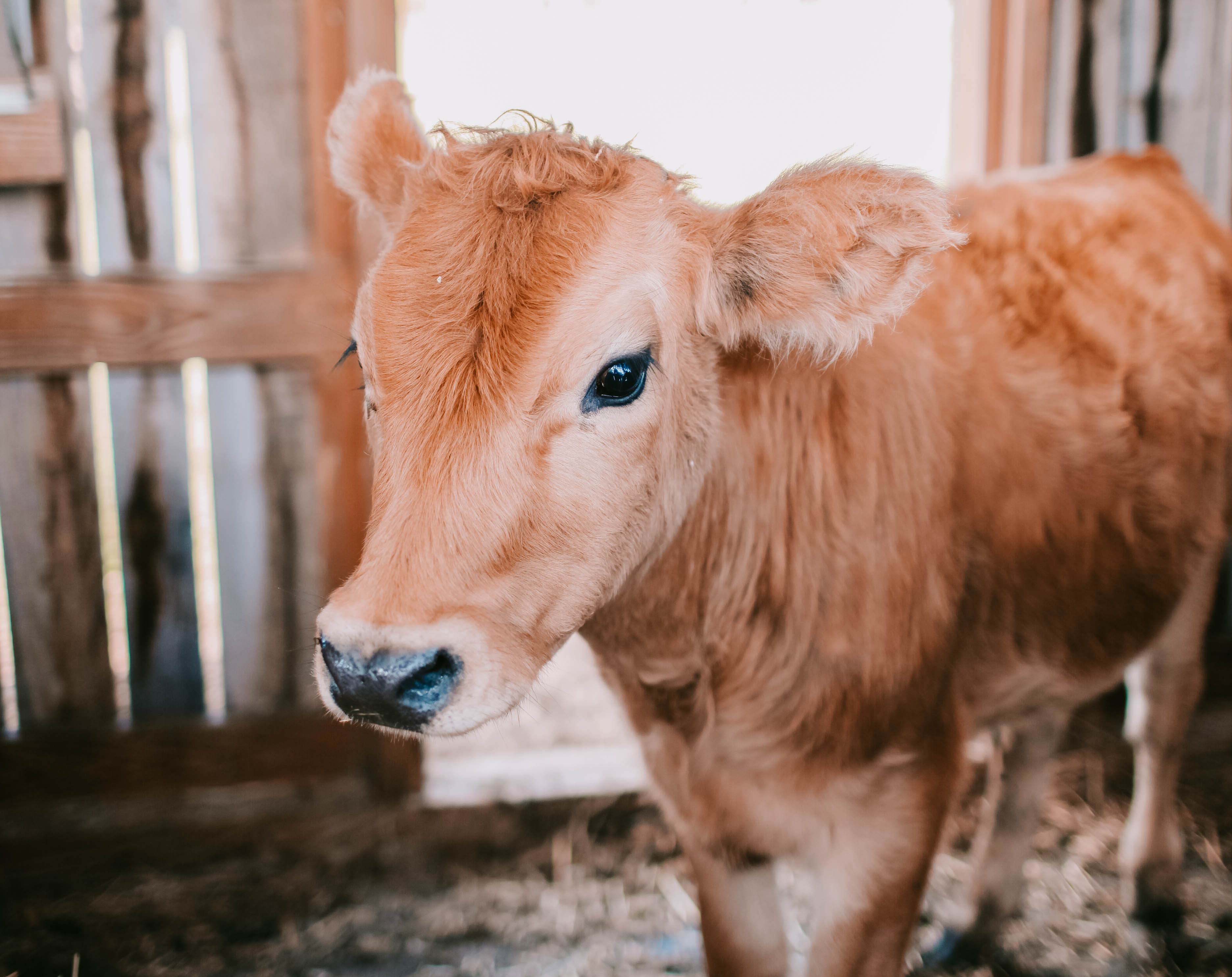 Raising Cattle On Your Own Place Backwoods Home Magazine