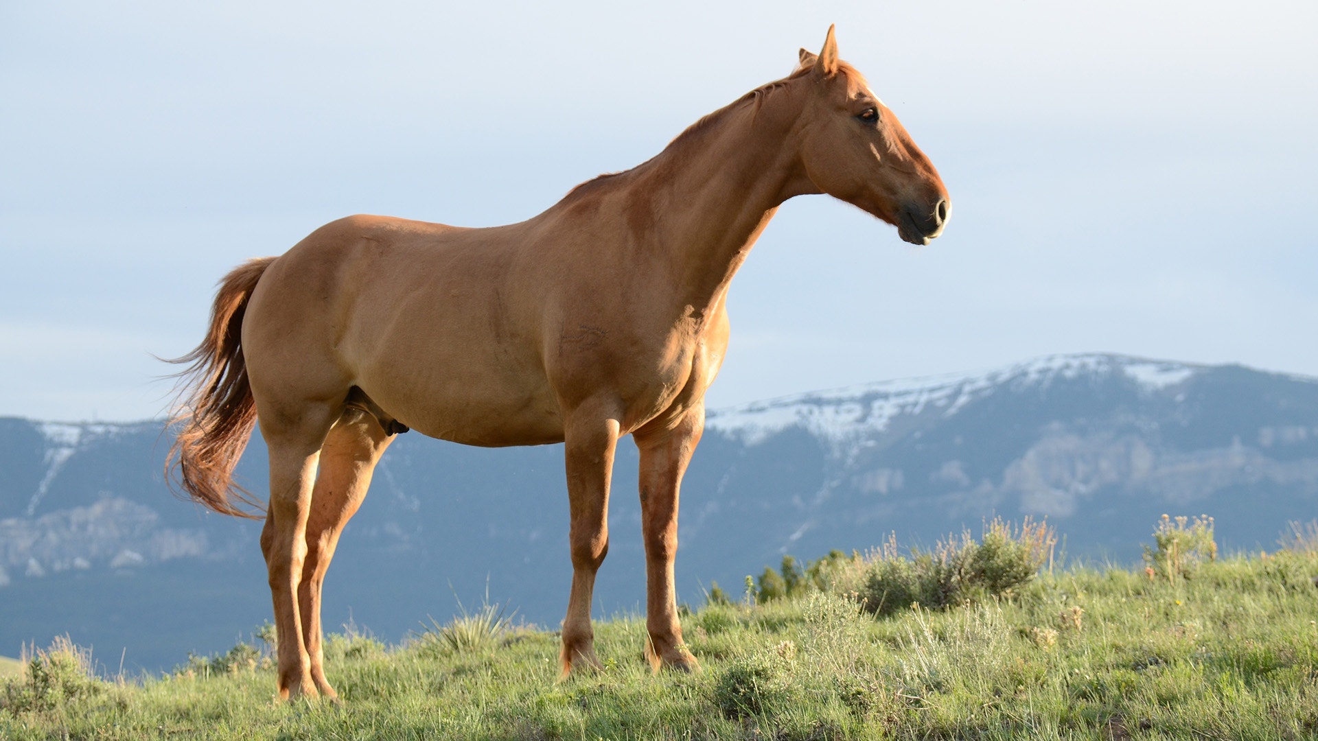 Where Our Farm Animals Come From Backwoods Home Magazine