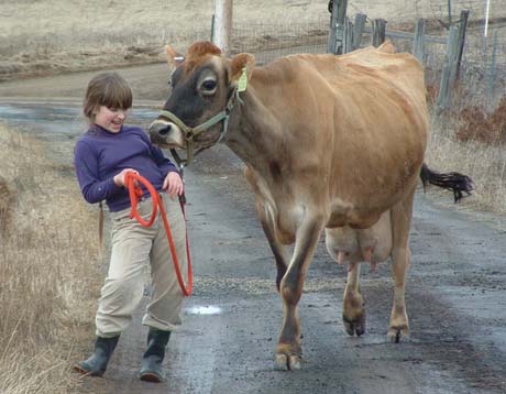 Keeping a Family Milking Cow