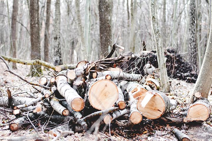 How Much Firewood Do I Need for Winter? - Timber Works Tree Care