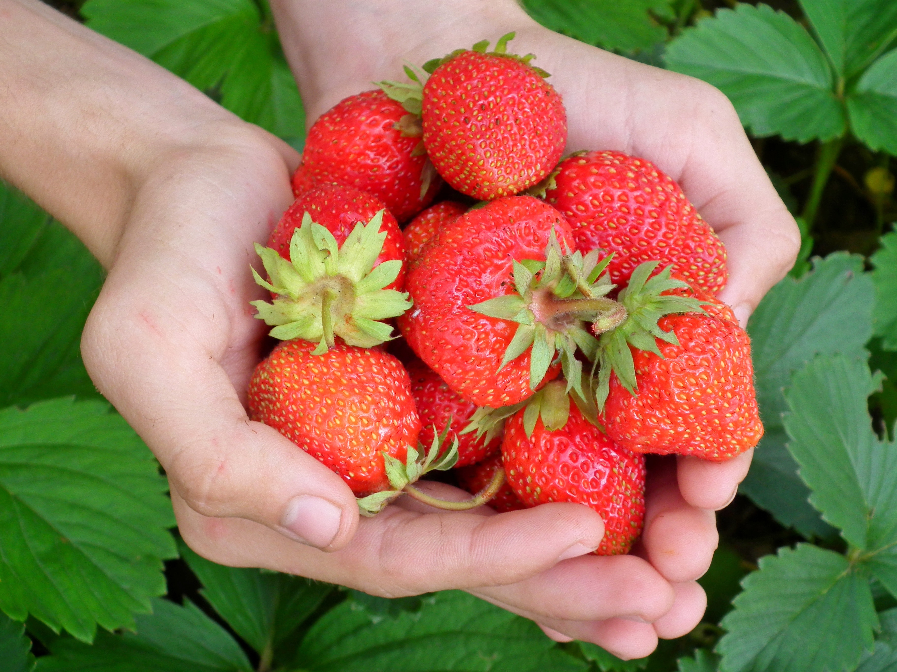 Growing Strawberries - Backwoods Home Magazine