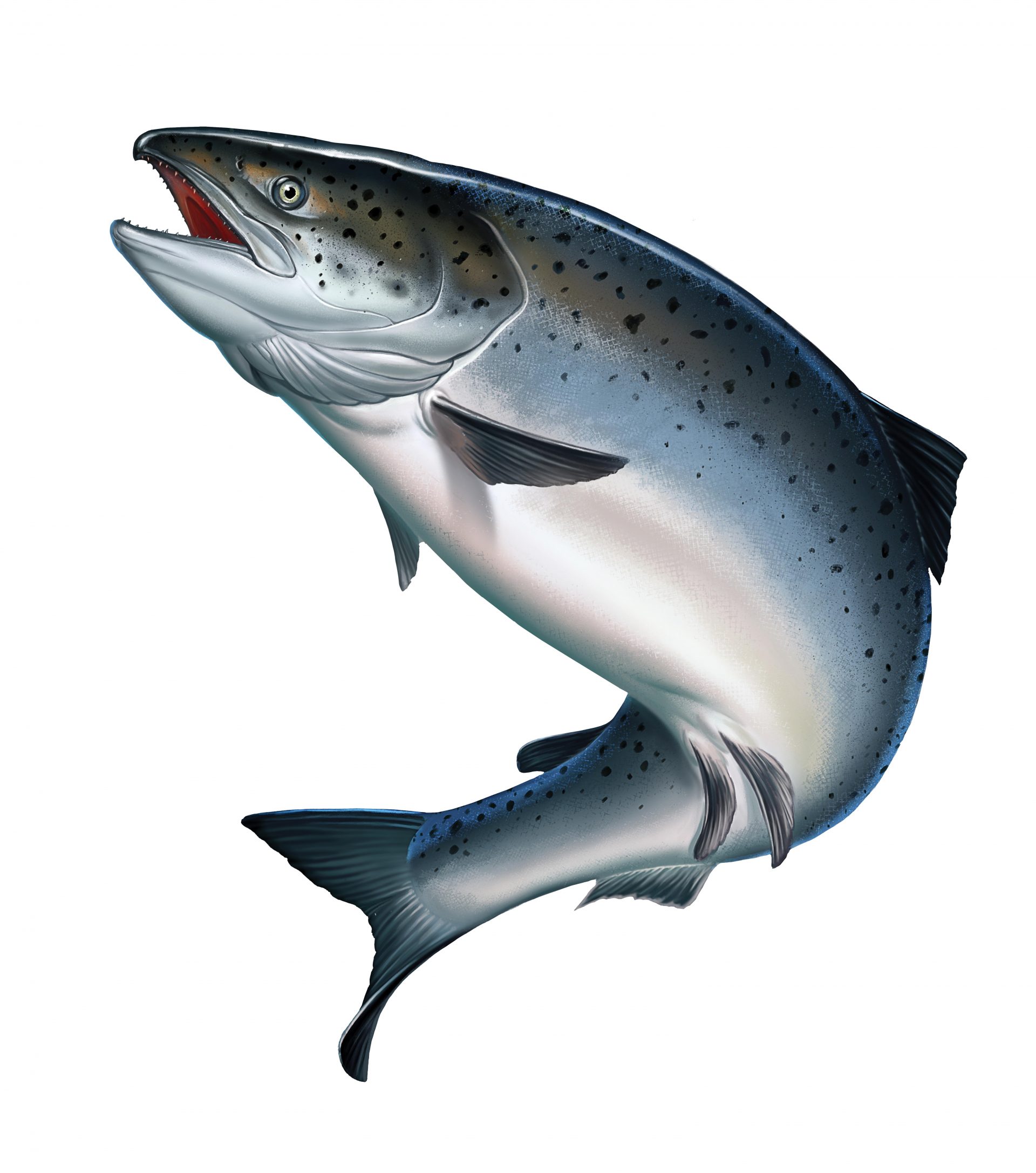 Atlantic Salmon рисунок
