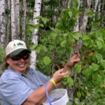 Jackie picking plums