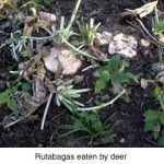 Rutabagas eaten by deer