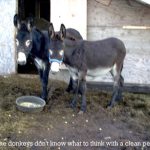 The donkeys don’t know what to think with a clean pen.