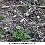 mama-killdeer-web-jpeg