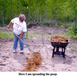 spreading-manure-along-the-corn-rows-web-jpeg