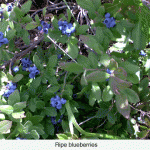 blueberriesweb-jpeg