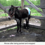 moose-web-jpeg