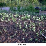 wheat-and-wills-peas-002-web-jpeg