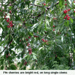 pin-cherries-are-bright-red-web-jpeg