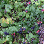 the-black-raspberries-are-ripeweb-jpeg