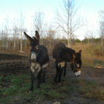 donkeys