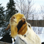 rocky-the-goat