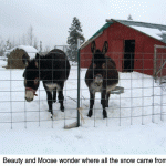 moose-and-beauty