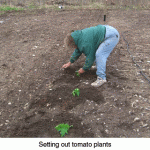 plantingtomatoes