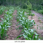 august-1st-garden