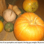 pumpkins-squash