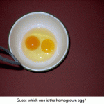 homegrown-vs-store_egg