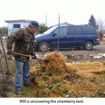 cleaning-straw-off-strawberries-002