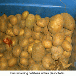 potatoes