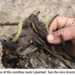 Comfrey