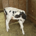 calf