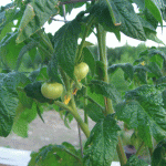 container-tomatoes