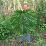 giant-rhubarb