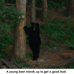 standing-bear