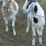 new-goats