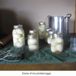 Pickled-eggs