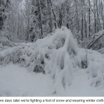 Snowy-tree