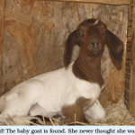 Baby-goat