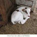 Calf-red-holstein