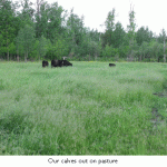 Cows-pasture