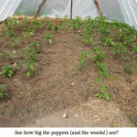 Hoop-house-peppers