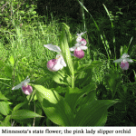 Lady-slipper