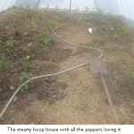 hoop-house-peppers