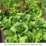 Mixed-lettuce