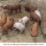 Piggies-beach