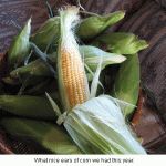 Corn