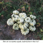 Mystery-squash