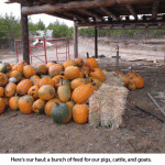 Pumpkin-haul