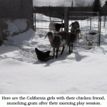 California-goats