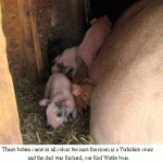 Baby-pigs-1