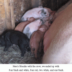 Baby-pigs-2