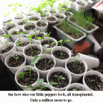 Transplanted-peppers