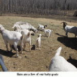 Baby-goats