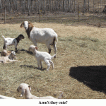 Baby-goats-2